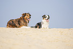 Australian Shepherd with mongrel