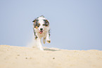 running Australian Shepherd