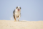 running Australian Shepherd