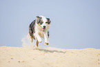running Australian Shepherd