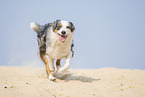 running Australian Shepherd