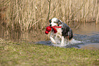 Australian Shepherd retrieves water toy