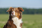 Australian Shepherd Portrait