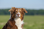 Australian Shepherd Portrait