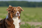 Australian Shepherd Portrait