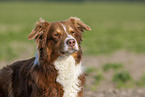Australian Shepherd Portrait