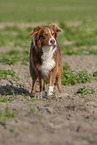 standing Australian Shepherd