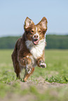 running Australian Shepherd