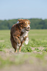 running Australian Shepherd