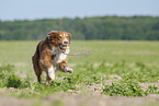 running Australian Shepherd