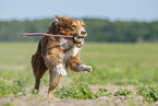 running Australian Shepherd