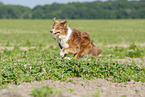 running Australian Shepherd