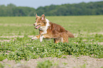 running Australian Shepherd