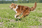 running Australian Shepherd