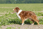 standing Australian Shepherd
