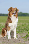 sitting Australian Shepherd