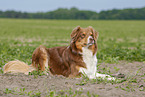 lying Australian Shepherd