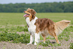 standing Australian Shepherd