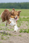 running Australian Shepherd