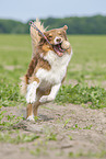 running Australian Shepherd