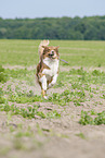 running Australian Shepherd
