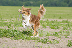 running Australian Shepherd