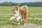 running Australian Shepherd