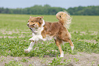 running Australian Shepherd
