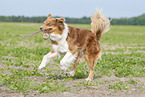 running Australian Shepherd
