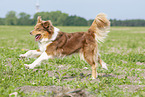 running Australian Shepherd