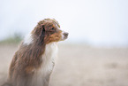 Australian Shepherd Portrait
