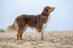standing Australian Shepherd