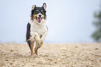 running Australian Shepherd