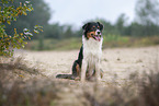 sitting Australian Shepherd