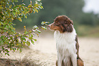 Australian Shepherd