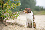 sitting Australian Shepherd