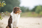 Australian Shepherd