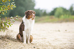 sitting Australian Shepherd