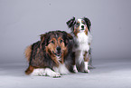 Australian Shepherd with mongrel