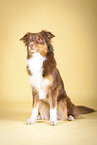 sitting Australian Shepherd