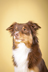 Australian Shepherd Portrait