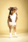 standing Australian Shepherd