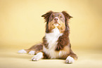 lying Australian Shepherd