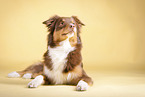 lying Australian Shepherd