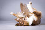 wallowing Australian Shepherd