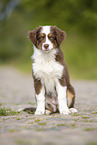 sitting Australian Shepherd