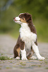 sitting Australian Shepherd