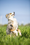 sitting Australian Shepherd