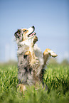 sitting Australian Shepherd