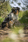 sitting Australian Shepherd